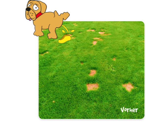 Vor dem Einsetzen von WiesiFix ist die Wiese kahl und hat jede Menge braune Pinkelflecken vom Hund.