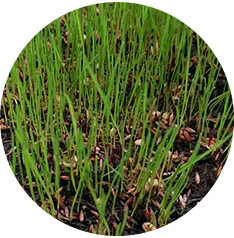 5. Bewässern